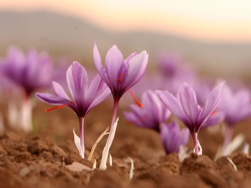 Crocus growing in a UK garden