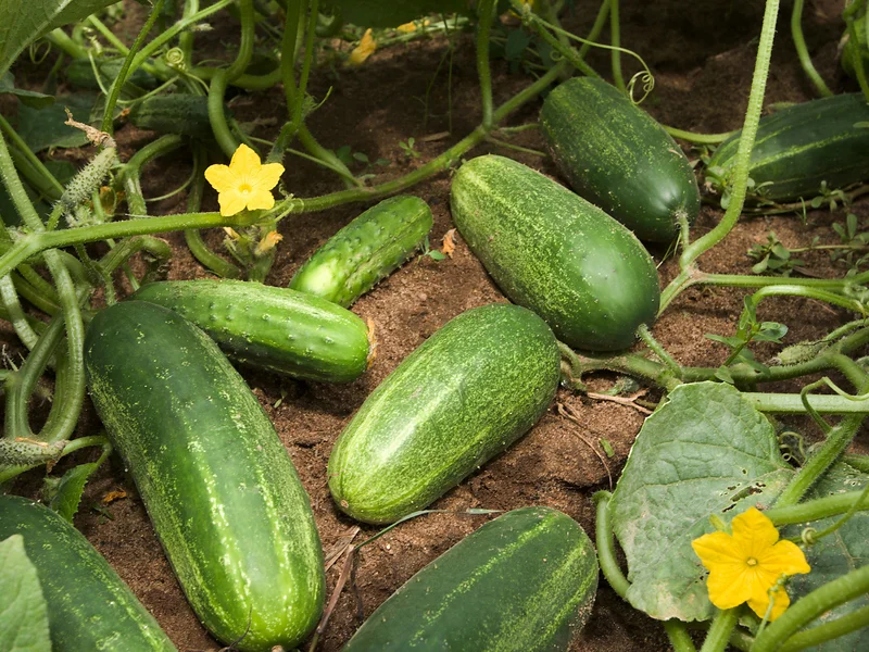 Cucumber growing in a UK garden