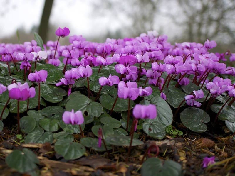 Hardy Cyclamen growing in a UK garden