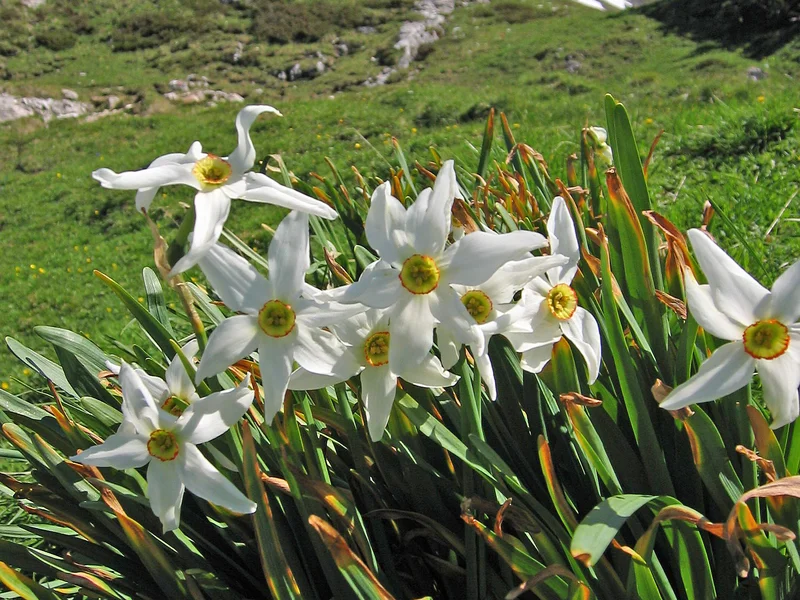 Daffodil growing in a UK garden
