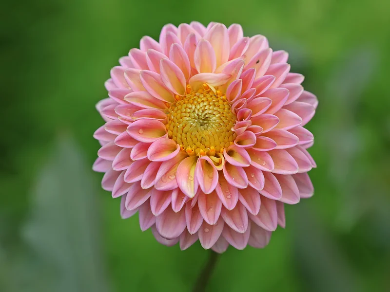 Dahlia growing in a UK garden