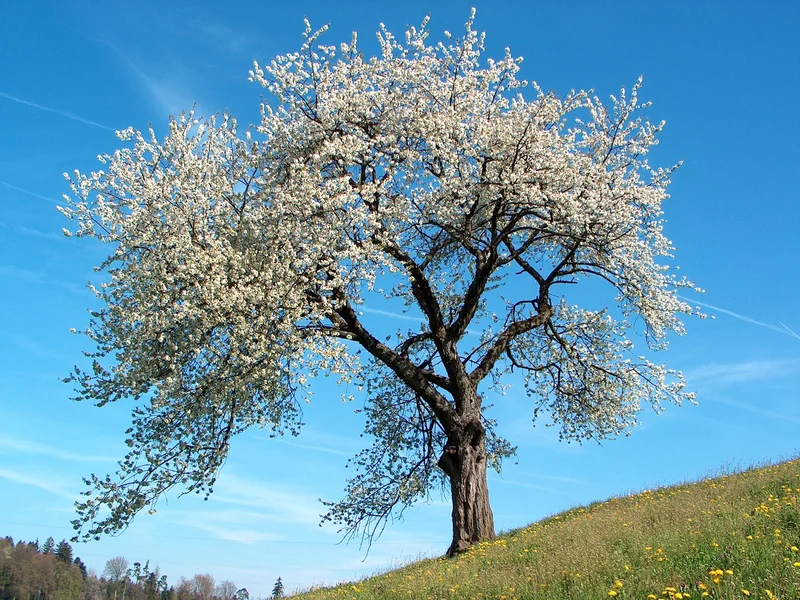 Damson growing in a UK garden