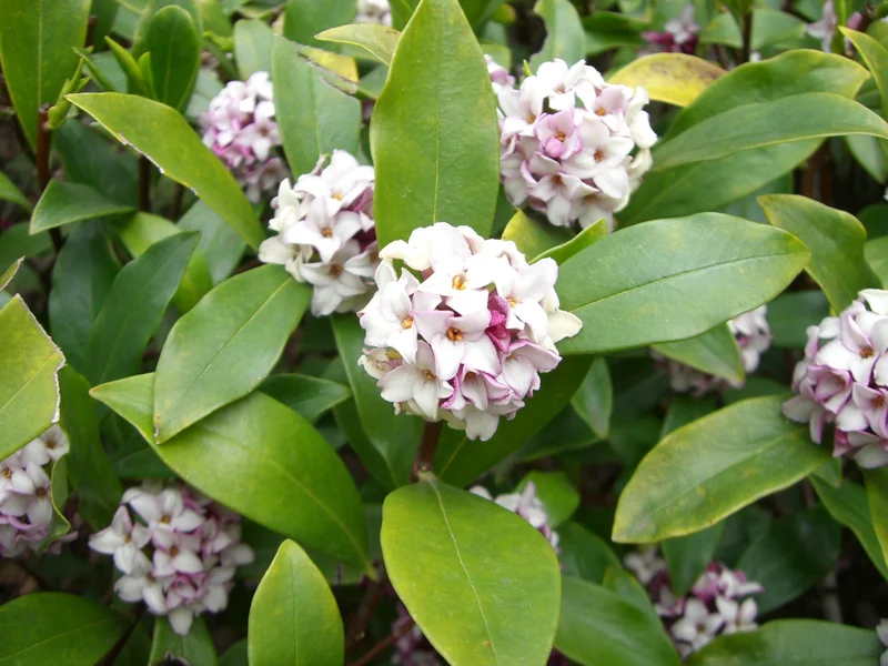 Daphne growing in a UK garden