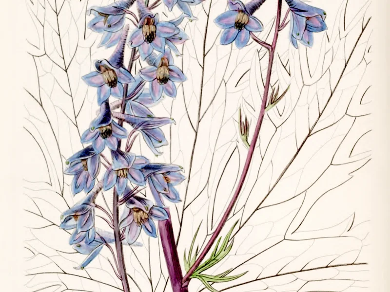 Delphinium growing in a UK garden