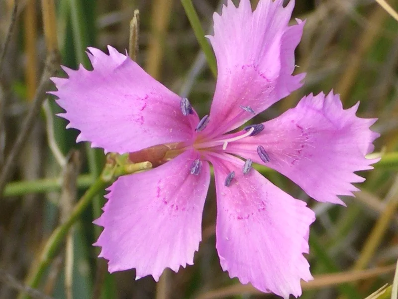 Garden Pinks growing in a UK garden