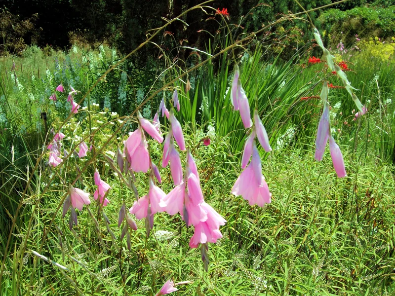 Angel's Fishing Rod growing in a UK garden