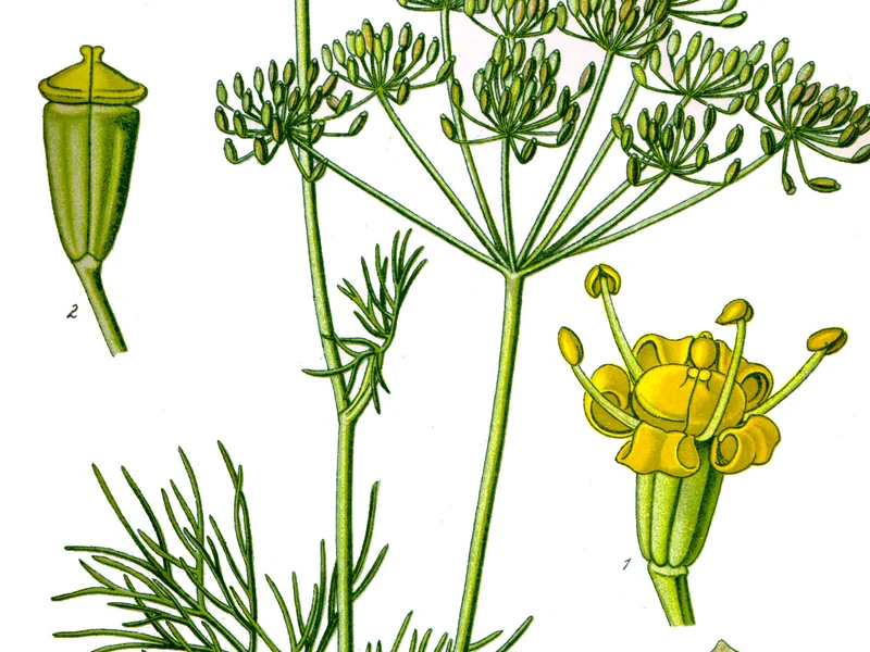 Dill growing in a UK garden