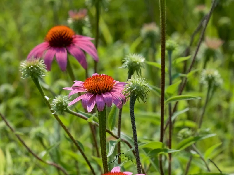 Echinacea growing in a UK garden