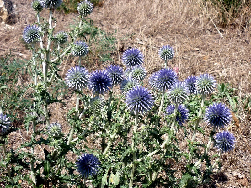 Globe Thistle growing in a UK garden