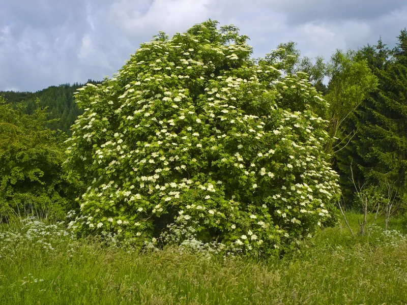 Black Elder growing in a UK garden