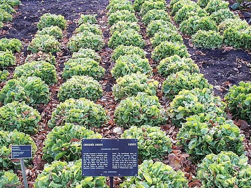 Endive growing in a UK garden