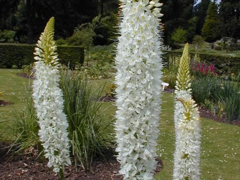 Foxtail Lily growing in a UK garden