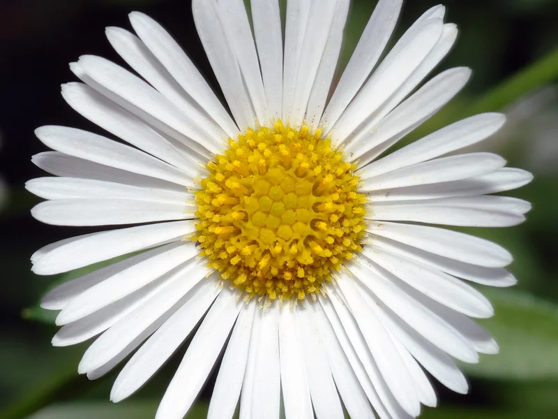 Mexican Fleabane growing in a UK garden