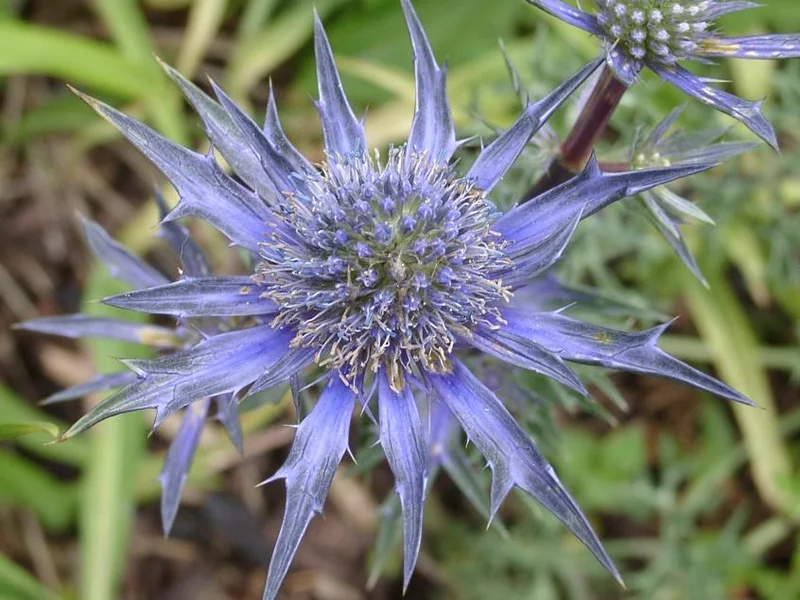 Sea Holly growing in a UK garden