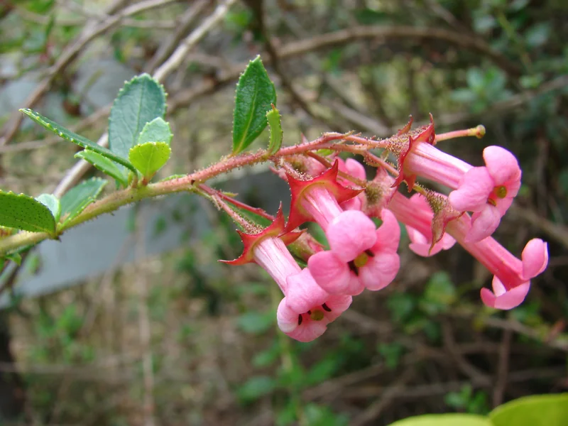 Escallonia growing in a UK garden