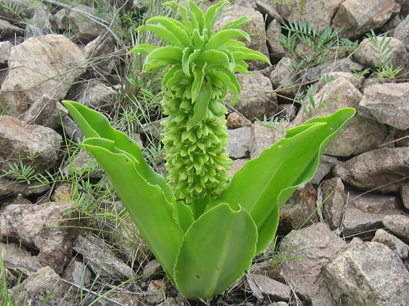 Pineapple Lily growing in a UK garden