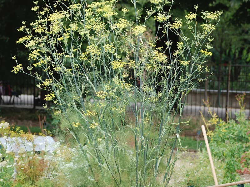 Fennel growing in a UK garden