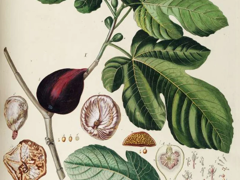 Fig growing in a UK garden