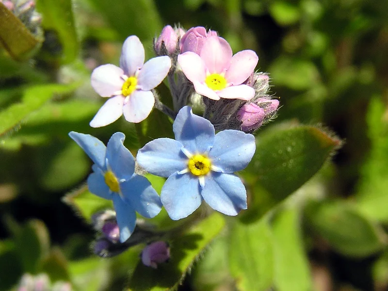 Forget-me-not growing in a UK garden