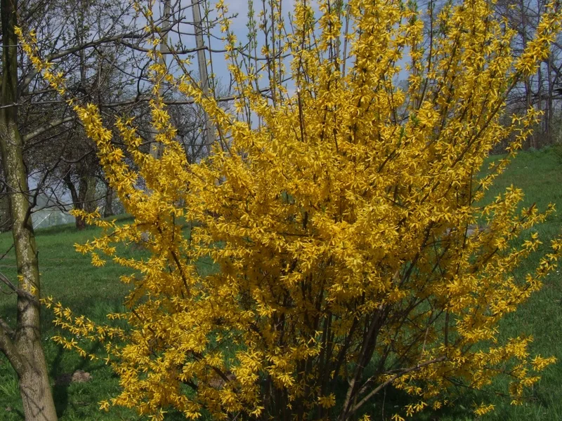 Forsythia growing in a UK garden