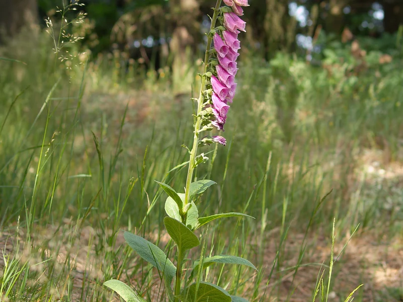 Foxglove growing in a UK garden
