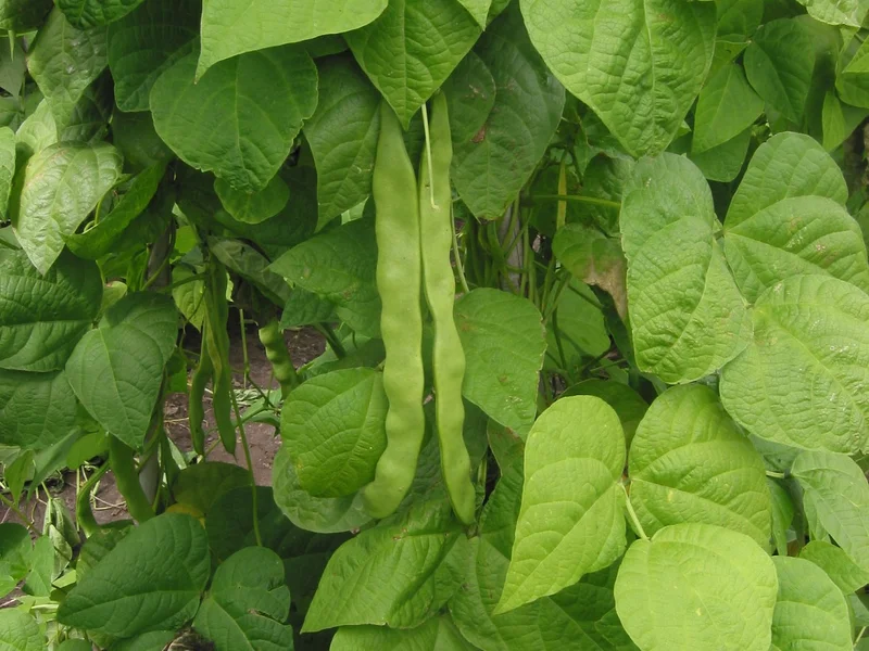 Dwarf French Bean growing in a UK garden