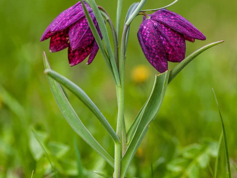 Snake's Head Fritillary growing in a UK garden