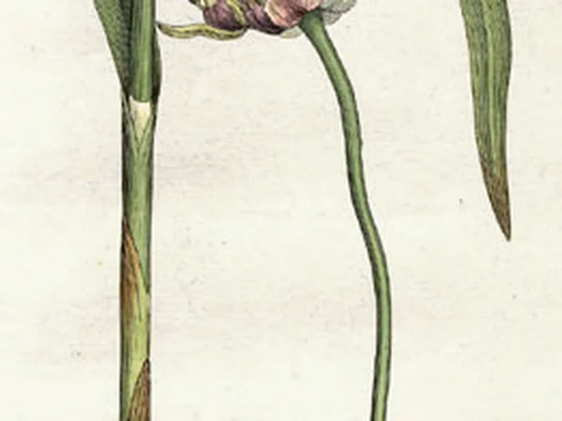 Garlic growing in a UK garden