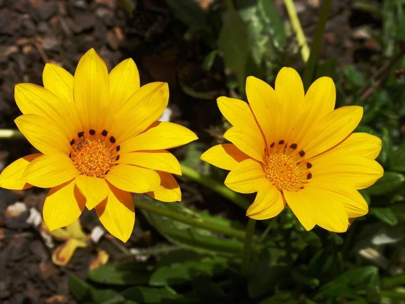 Gazania growing in a UK garden