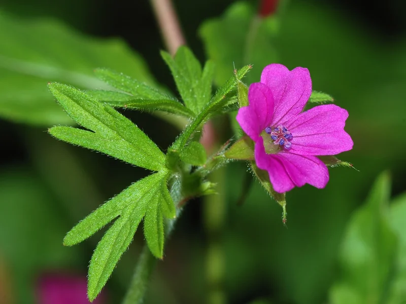 Hardy Geranium growing in a UK garden