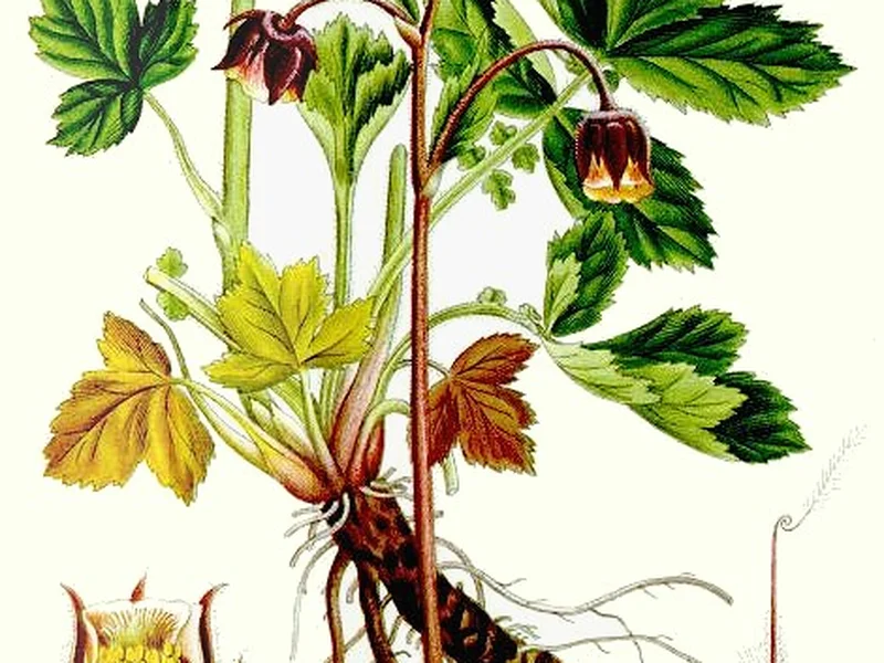 Geum growing in a UK garden