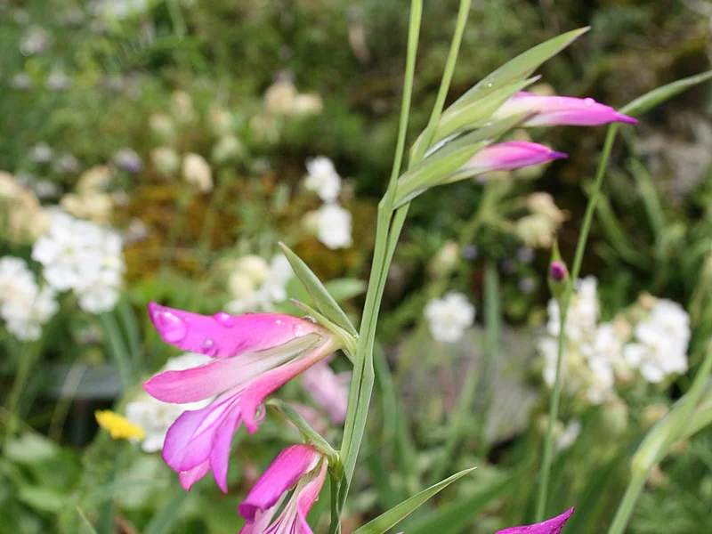 Gladiolus growing in a UK garden