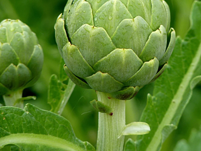 Globe Artichoke growing in a UK garden