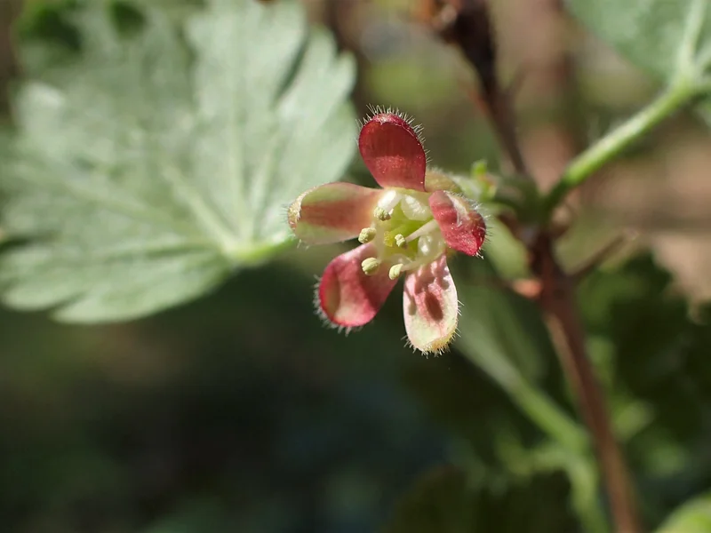 Gooseberry growing in a UK garden