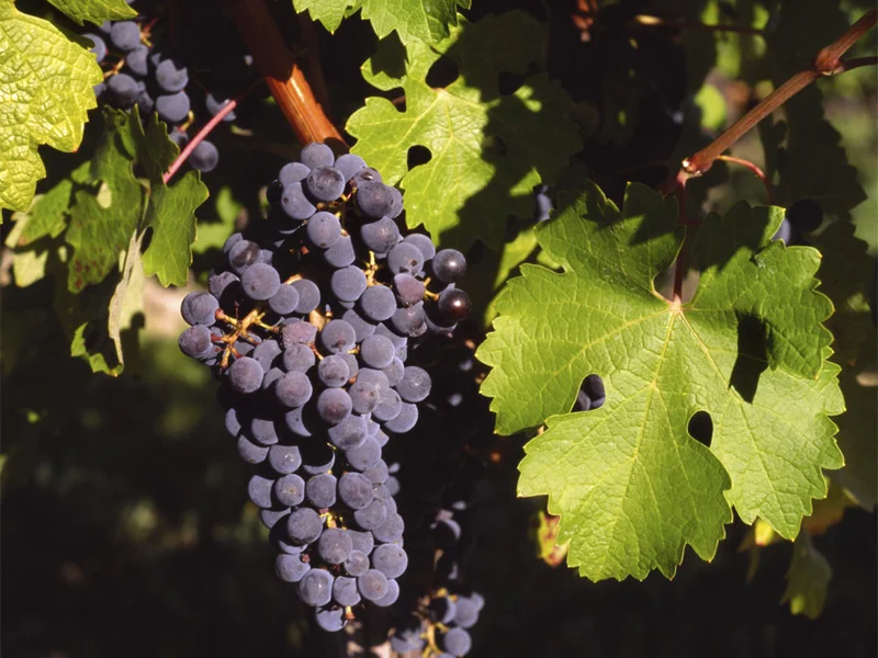 Grape Vine growing in a UK garden