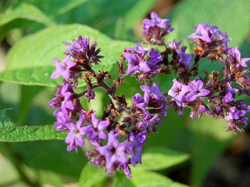 Heliotrope growing in a UK garden
