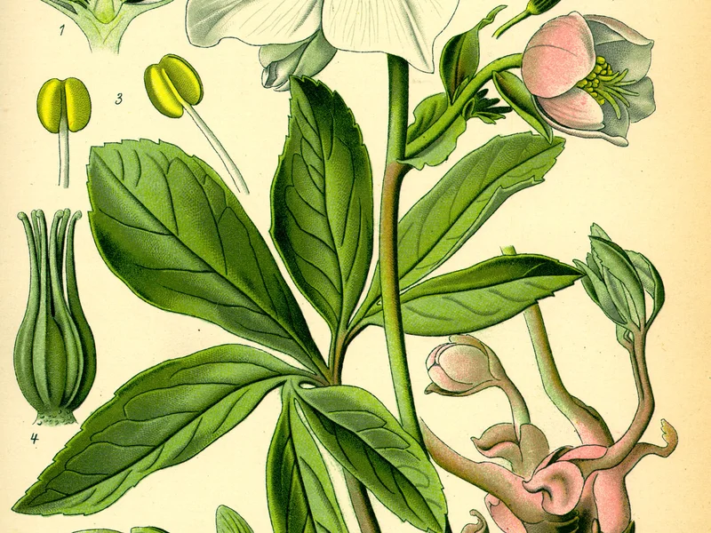 Hellebore growing in a UK garden