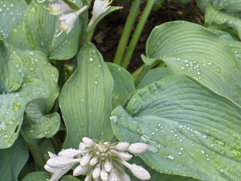 Hosta growing in a UK garden