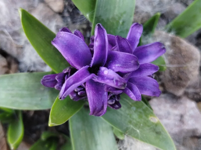 Hyacinth growing in a UK garden
