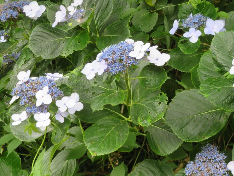 Hydrangea growing in a UK garden