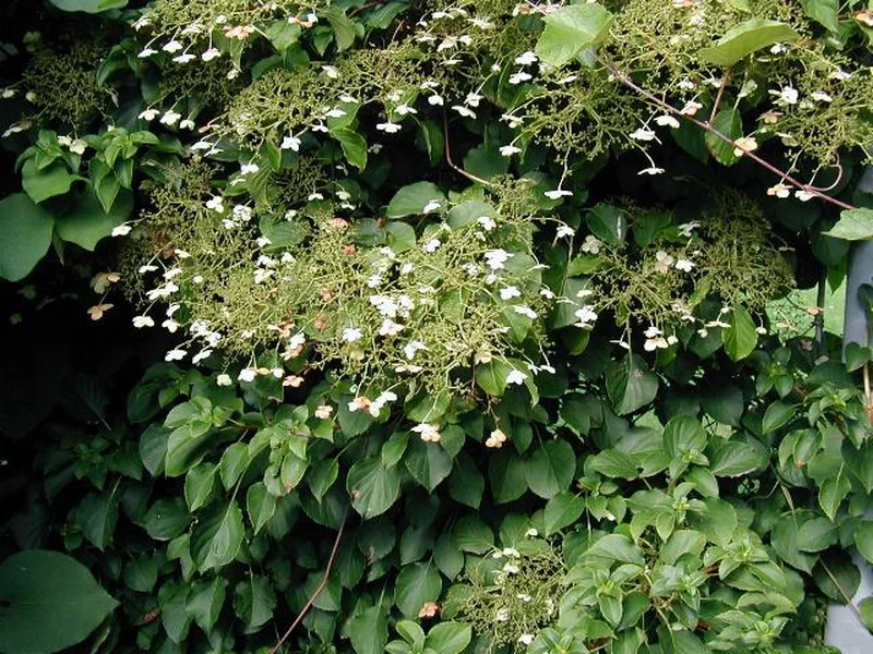 Climbing Hydrangea growing in a UK garden