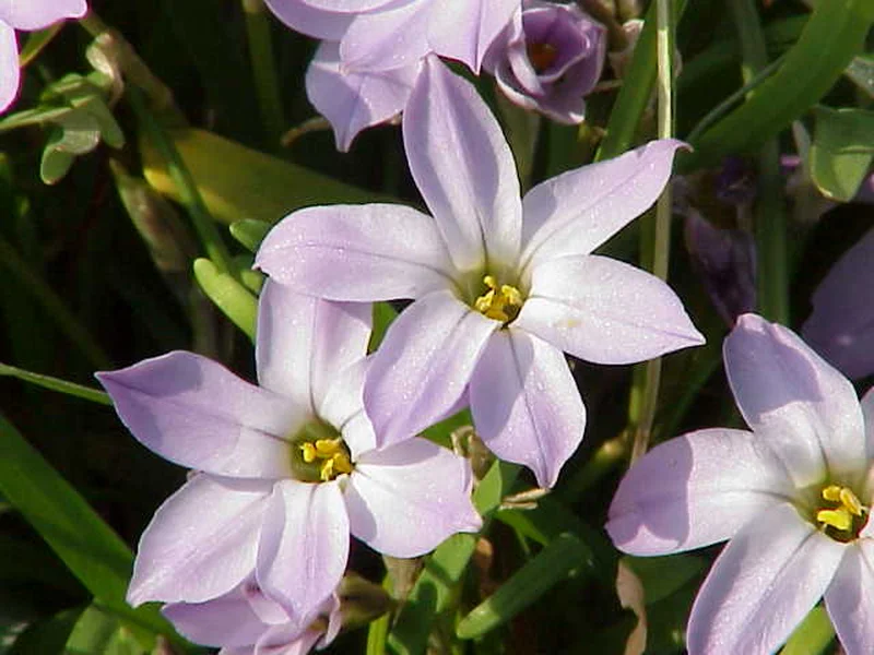Spring Starflower growing in a UK garden