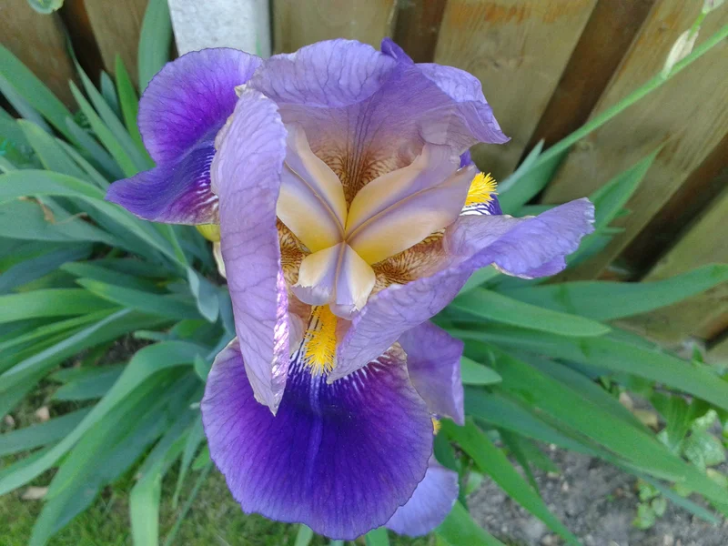 Bearded Iris growing in a UK garden