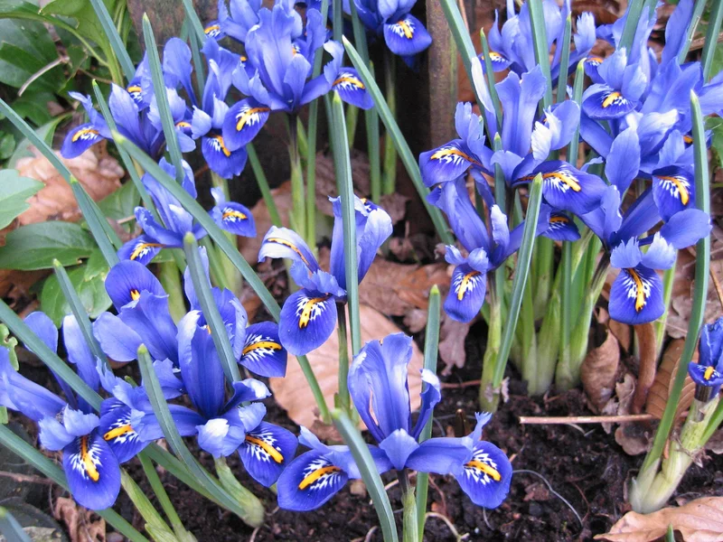 Iris reticulata growing in a UK garden