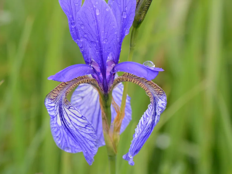 Siberian Iris growing in a UK garden