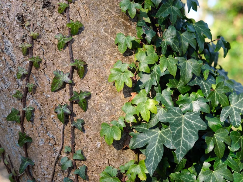 English Ivy growing in a UK garden