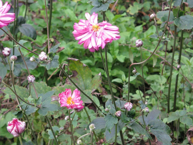 Japanese Anemone growing in a UK garden