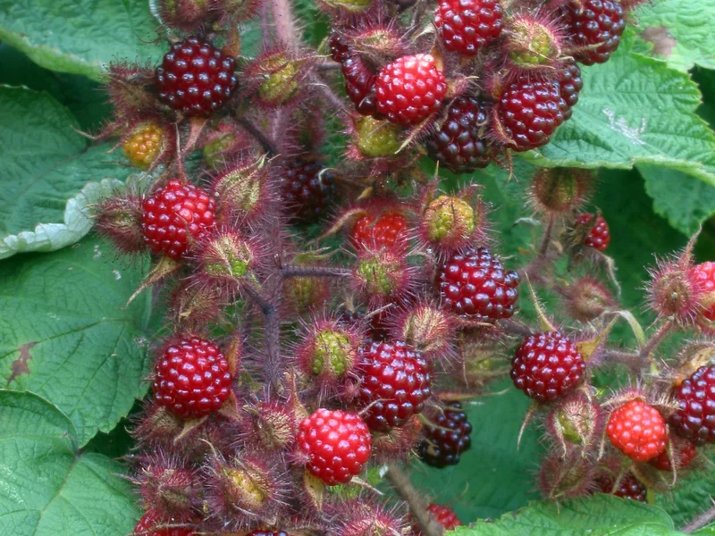 Japanese Wineberry growing in a UK garden
