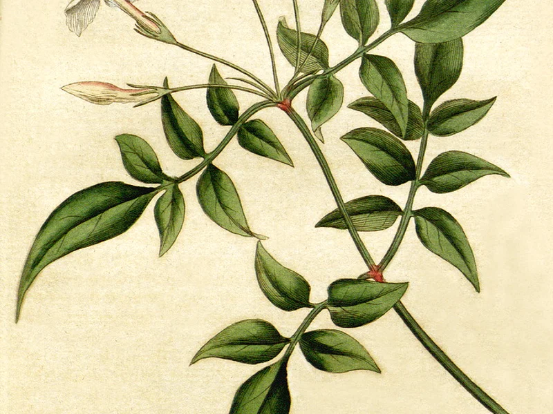 Summer Jasmine growing in a UK garden