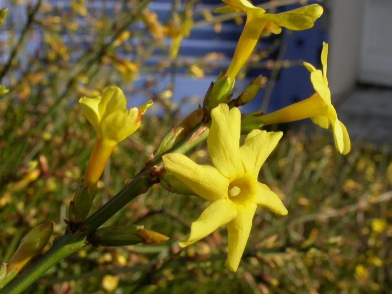 Winter Jasmine growing in a UK garden